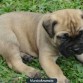 se parece mucho al boxer pero es un bullmastiff